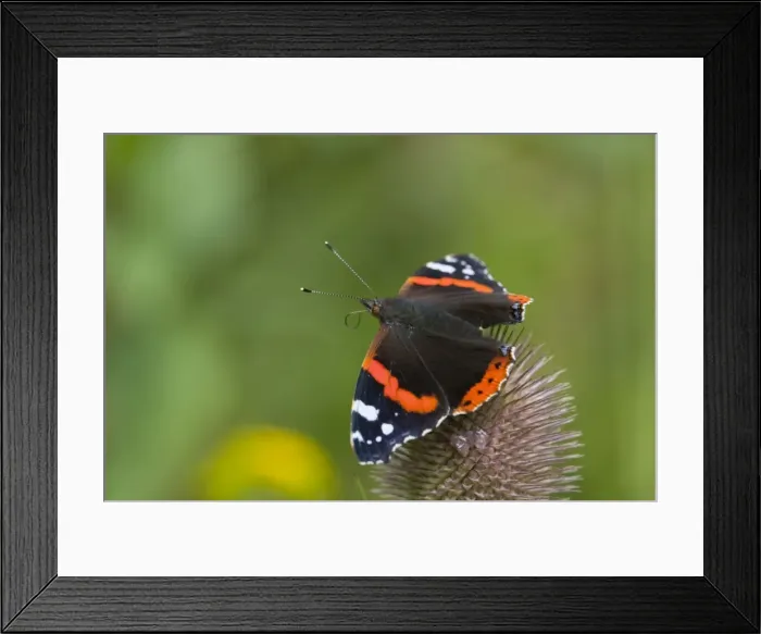 Framed Print : Red Admiral Butterfly - on teasel - UK