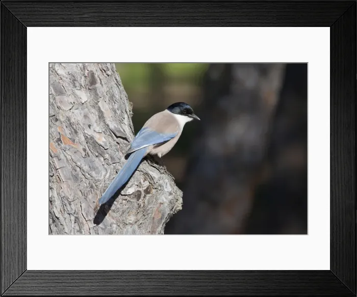Framed Print : Azure-winged Magpie - adult bird perching on tree - Southern Spain Framed Print : Azure-winged Magpie - adult bird perching on tree - Southern Spain