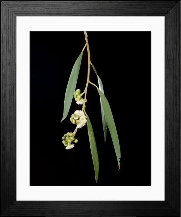 Framed Print : Snow Gum - Weeping form, leaves & flowers - Southeastern Australia JPF15345 Framed Print : Snow Gum - Weeping form, leaves & flowers - Southeastern Australia JPF15345