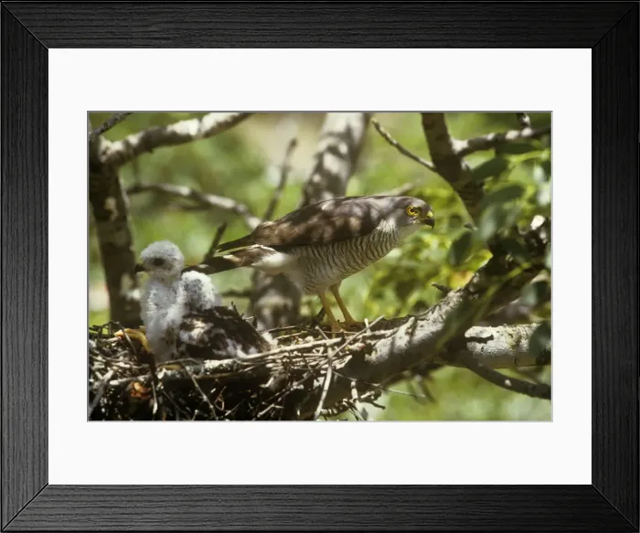 Framed Print : Little Sparrowhawk - with chicks at nest Framed Print : Little Sparrowhawk - with chicks at nest