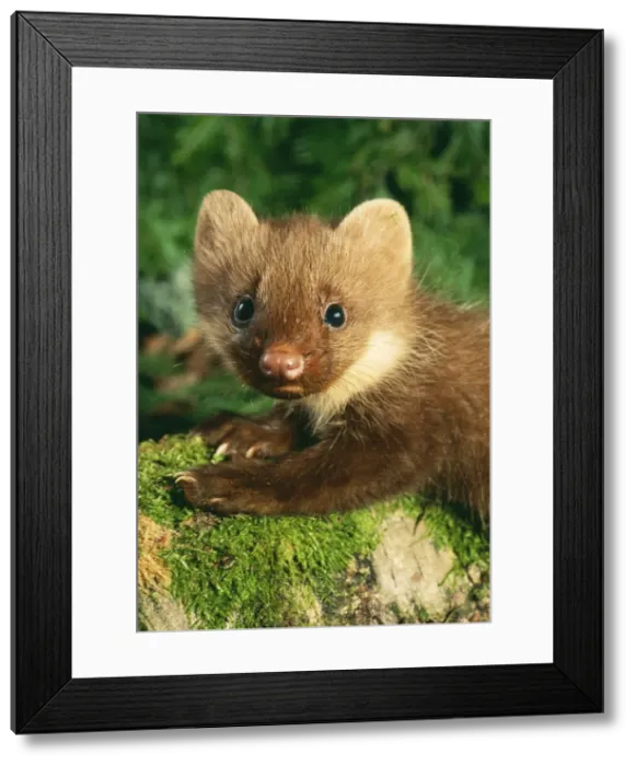 Framed Print : Young Pine Marten ANZ 546 On forest floor, Ural Mountains, Russia. Martes martes © Andrey Zvoznikov / ARDEA LONDON Framed Print : Young Pine Marten ANZ 546 On forest floor, Ural Mountains, Russia. Martes martes © Andrey Zvoznikov / ARDEA LONDON