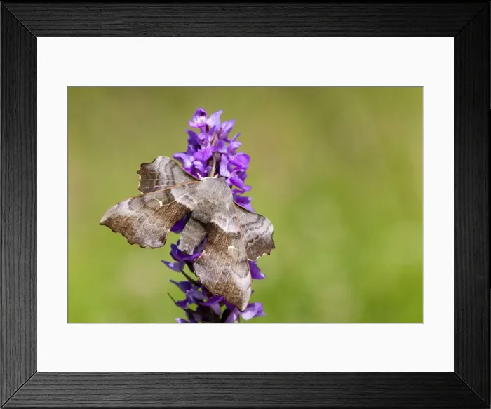 Framed Print : Poplar Hawkmoth - Cornwall - UK Framed Print : Poplar Hawkmoth - Cornwall - UK