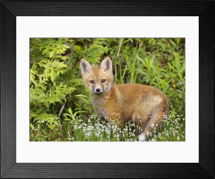 Framed Print : Red Fox - young pup - spring - northern Maine - USA Framed Print : Red Fox - young pup - spring - northern Maine - USA