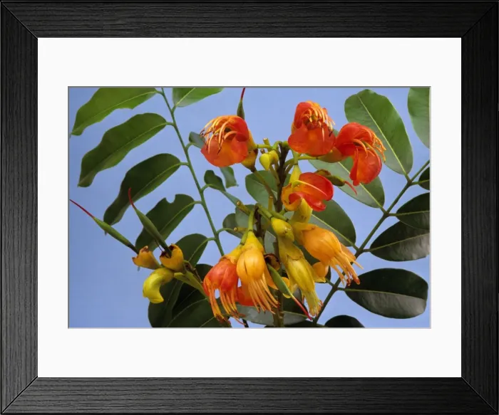 Framed Print : Moreton Bay Chestnut / Black Bean Tree JPF23170 Framed Print : Moreton Bay Chestnut / Black Bean Tree JPF23170