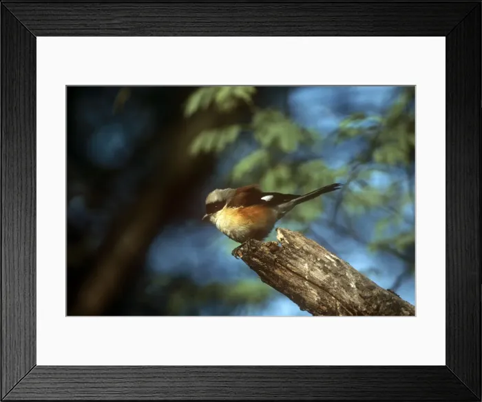 Framed Print : Bay-backed Shrike - Bharatpur India Framed Print : Bay-backed Shrike - Bharatpur India