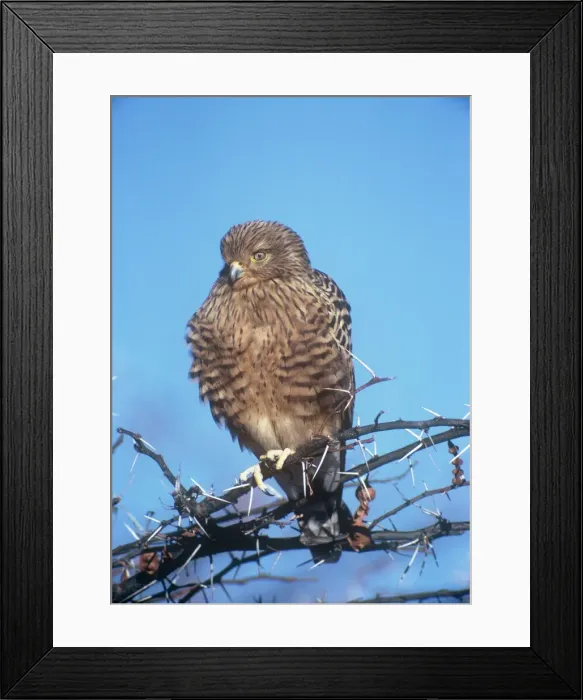 Framed Print : Greater Kestrel Framed Print : Greater Kestrel