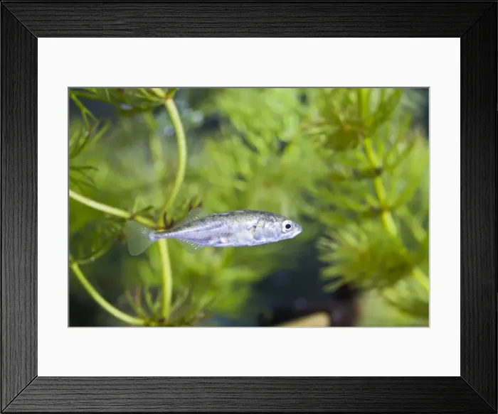 Framed Print : Three Spined Stickleback - Wiltshire - England - UK Framed Print : Three Spined Stickleback - Wiltshire - England - UK