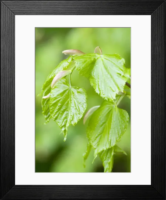 Framed Print : Small-leaved Lime - close up of fresh new leaves - Lincolnshire - UK Framed Print : Small-leaved Lime - close up of fresh new leaves - Lincolnshire - UK
