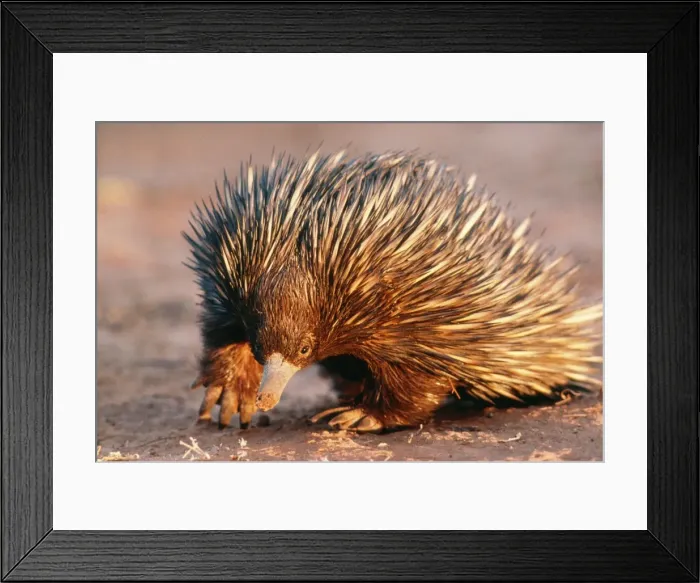 Framed Print : Short-beaked Echidna AU 16 RM South West Queensland, Australia. Tachyglossus aculeatus © Reg Morrison / ARDEA LONDON Framed Print : Short-beaked Echidna AU 16 RM South West Queensland, Australia. Tachyglossus aculeatus © Reg Morrison / ARDEA LONDON