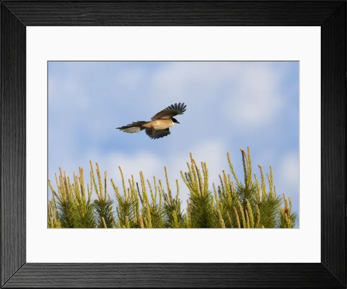 Framed Print : Azure-winged Magpie - adult bird in flight - Southern Spain Framed Print : Azure-winged Magpie - adult bird in flight - Southern Spain
