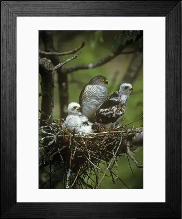 Framed Print : Little Sparrowhawk - with chicks at nest