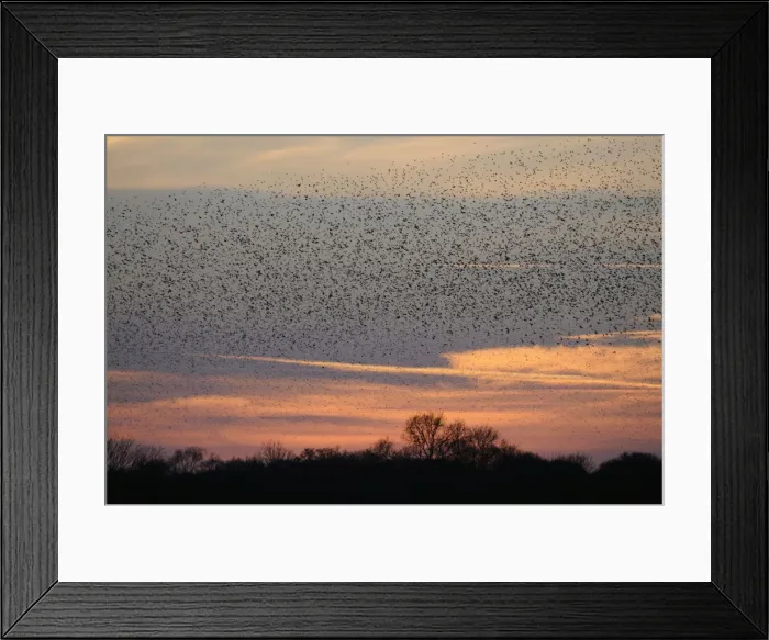 Framed Print : Starlings - flock in flight - Shapwick Heath - Westhay - Somerset Framed Print : Starlings - flock in flight - Shapwick Heath - Westhay - Somerset
