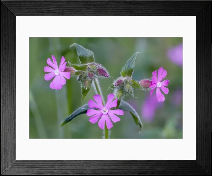 Framed Print : Red Campion - close up of flowers and buds - Lincolnshire - UK Framed Print : Red Campion - close up of flowers and buds - Lincolnshire - UK