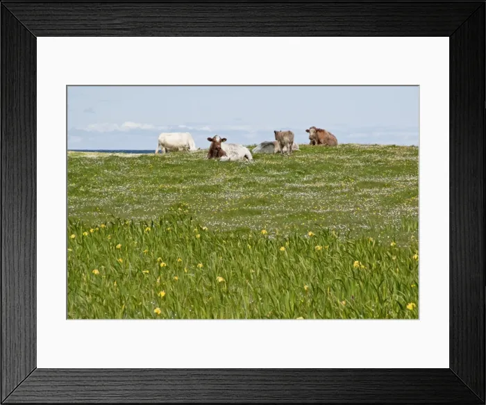 Framed Print : Cattle resting - On Machair - South Uist - Outer Hebrides - Scotland Framed Print : Cattle resting - On Machair - South Uist - Outer Hebrides - Scotland
