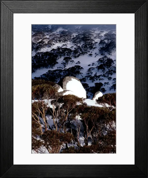 Framed Print : Hillside with covering of Snow gums in winter, Kosciuszko National Park, New South Wales, Australia JPF09527 Framed Print : Hillside with covering of Snow gums in winter, Kosciuszko National Park, New South Wales, Australia JPF09527