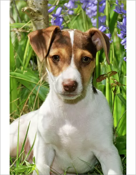 DOG. Jack Russell Terrier puppy in bluebells