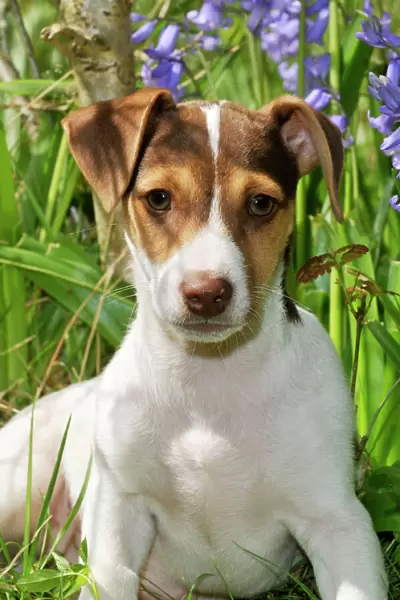 DOG. Jack Russell Terrier puppy in bluebells