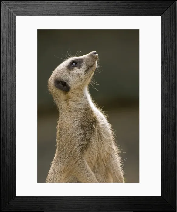 Framed Print : Meerkat - looking up Framed Print : Meerkat - looking up