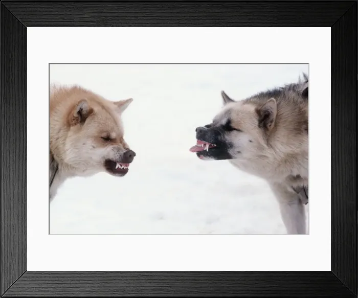 Framed Print : Husky Dogs / Sledge race dogs - snarling & showing aggressive behaviour Framed Print : Husky Dogs / Sledge race dogs - snarling & showing aggressive behaviour