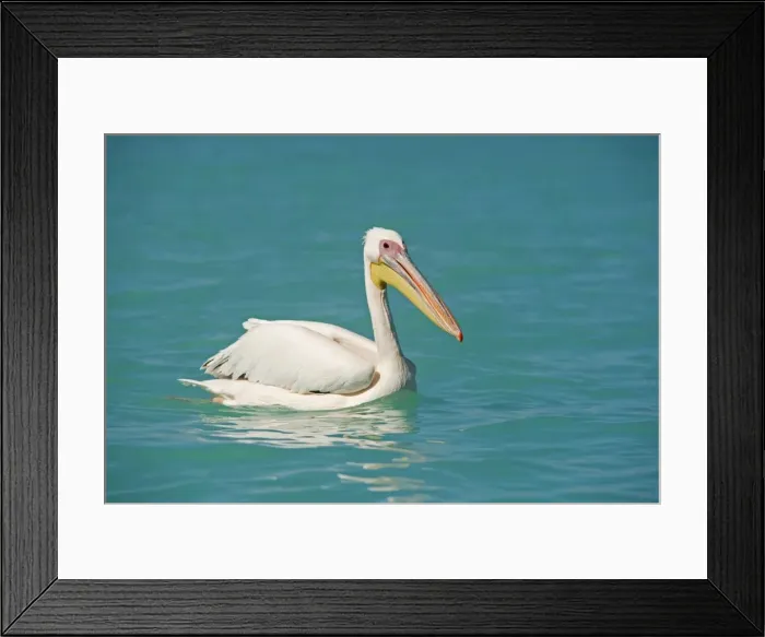 Framed Print : Great White Pelican - on the water - Atlantic Ocean - Namibia - Africa Framed Print : Great White Pelican - on the water - Atlantic Ocean - Namibia - Africa