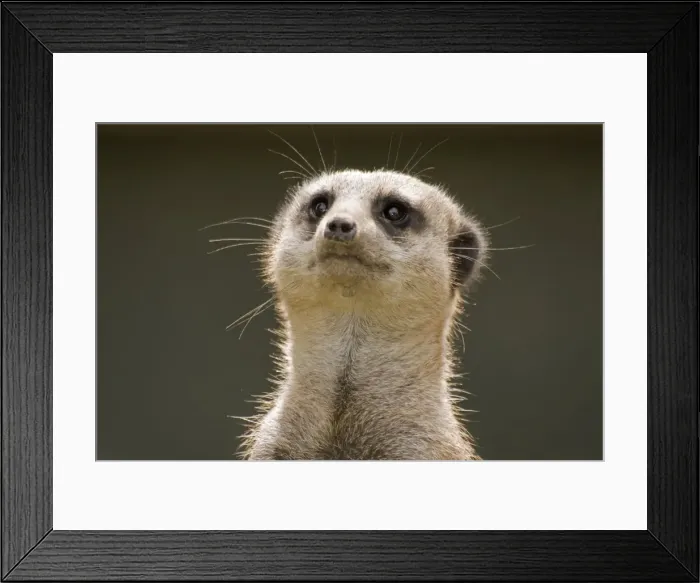 Framed Print : Meerkat. DOW-416. Meerkat / Suricate. Suricata suricata Framed Print : Meerkat. DOW-416. Meerkat / Suricate. Suricata suricata