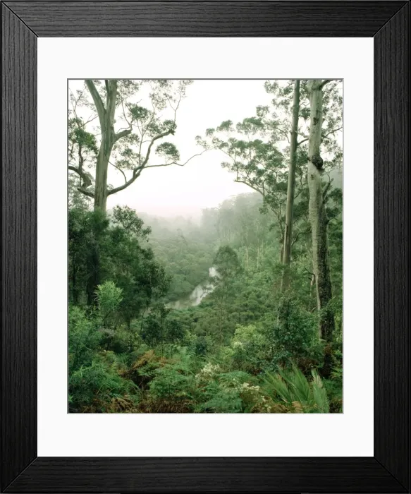 Framed Print : Karri forest and the Warren River - Warren National Park, Western Australia JPF12099 Framed Print : Karri forest and the Warren River - Warren National Park, Western Australia JPF12099