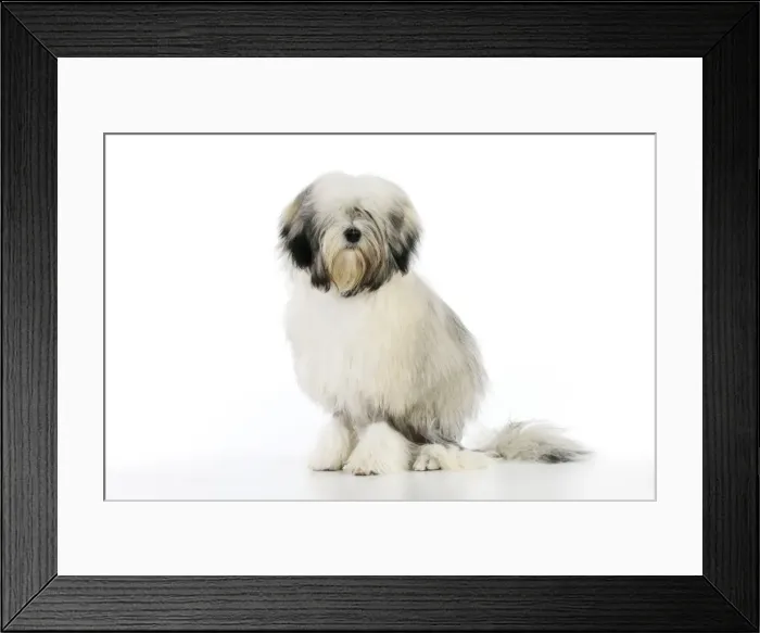 Framed Print : DOG. Lowchen Framed Print : DOG. Lowchen