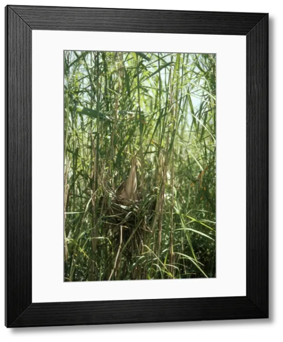 Framed Print : Yellow / Chinese Bittern - in nest - distant view showing camouflage Framed Print : Yellow / Chinese Bittern - in nest - distant view showing camouflage