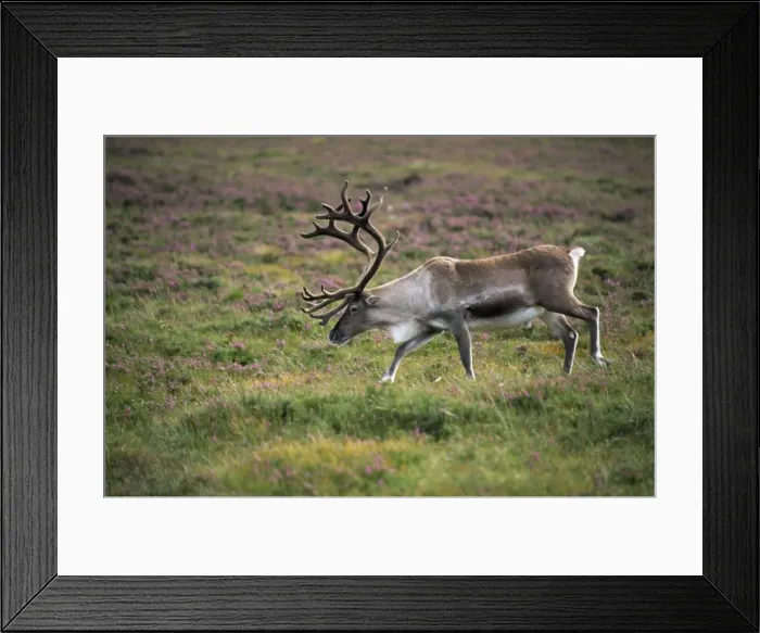 Framed Print : Reindeer - Cairngorms - Scotland Framed Print : Reindeer - Cairngorms - Scotland