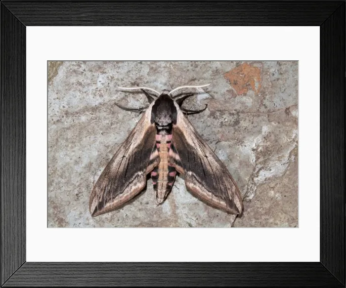 Framed Print : Privet Hawkmoth - Cornwall - UK Framed Print : Privet Hawkmoth - Cornwall - UK