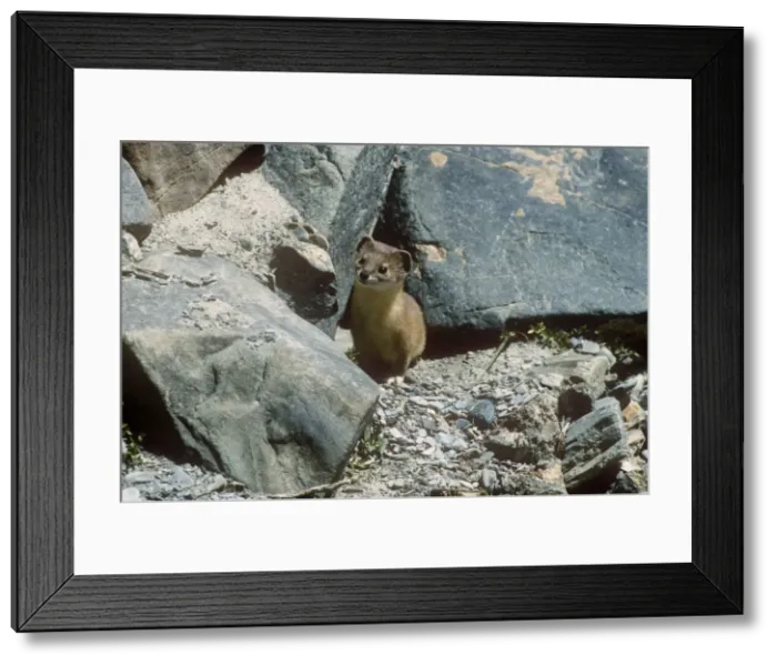 Framed Print : Altai / Mountain / Pale Weasel - Ladakh India Framed Print : Altai / Mountain / Pale Weasel - Ladakh India