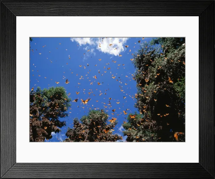 Framed Print : Wanderer / Monarch / Milkweed Butterfly - wintering - Mexico Framed Print : Wanderer / Monarch / Milkweed Butterfly - wintering - Mexico