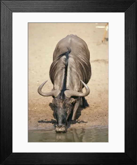 Framed Print : Wildebeest - drinking from pool - South Africa Framed Print : Wildebeest - drinking from pool - South Africa