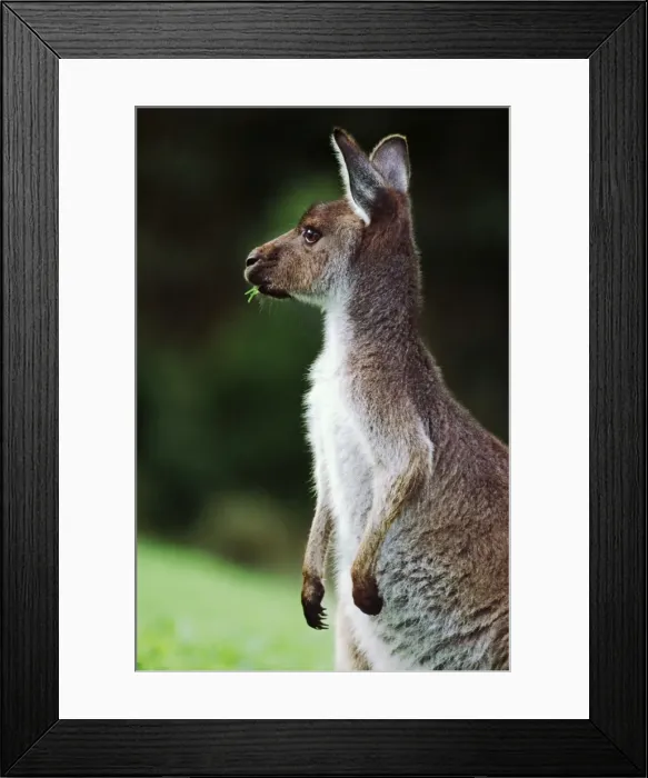 Framed Print : Western Grey Kangaroo Framed Print : Western Grey Kangaroo
