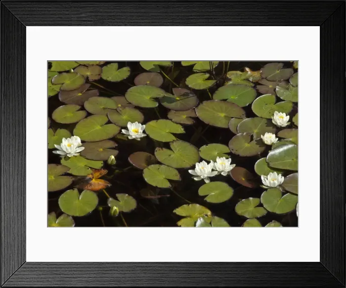 Framed Print : White Water Lily - Harris - Outer Hebrides - Scotland Framed Print : White Water Lily - Harris - Outer Hebrides - Scotland