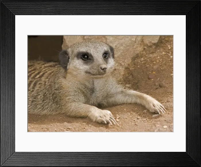 Framed Print : Meerkat - lying down with claws outstretched Framed Print : Meerkat - lying down with claws outstretched