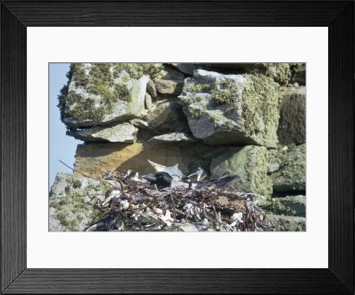 Framed Print : Hooded Crow - female on nest Framed Print : Hooded Crow - female on nest