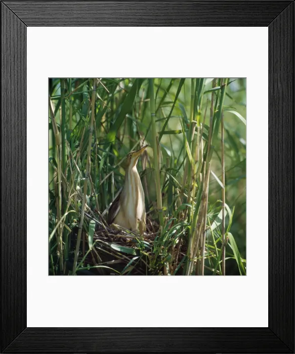 Framed Print : Yellow / Chinese Bittern - in nest Framed Print : Yellow / Chinese Bittern - in nest