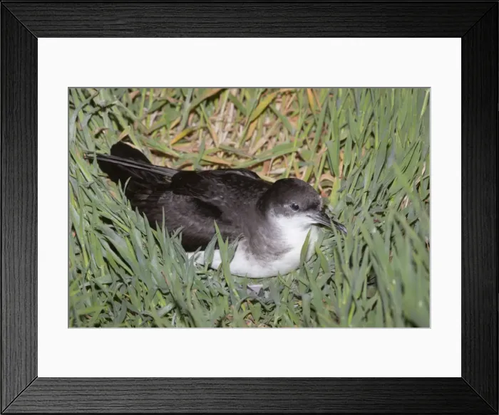 Framed Print : Manx Shearwater - Skomer - Wales - UK Framed Print : Manx Shearwater - Skomer - Wales - UK