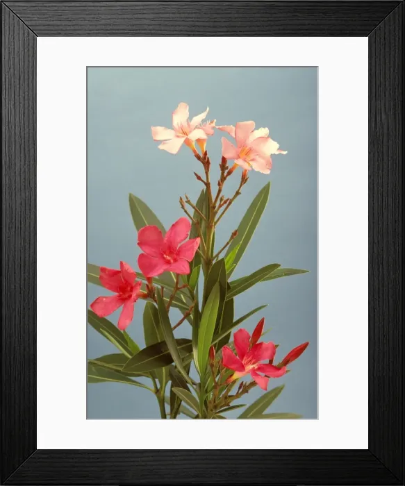 Framed Print : Oleander - toxic plant: children have died from eating leaves, flowers or seeds. Even leaves dropped in water can produce violent reactions and attack the nervous sytem and heart, Sydney, New South Wales, Australia JPF23095 Framed Print : Oleander - toxic plant: children have died from eating leaves, flowers or seeds. Even leaves dropped in water can produce violent reactions and attack the nervous sytem and heart, Sydney, New South Wales, Australia JPF23095