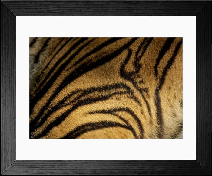 Framed Print : Sumatran Tiger - skin pattern - Indonesia Framed Print : Sumatran Tiger - skin pattern - Indonesia