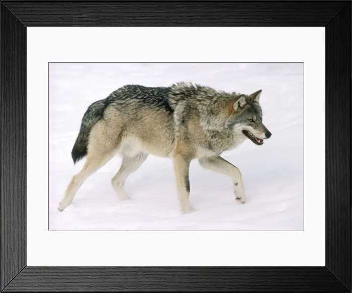 Framed Print : European Wolf Framed Print : European Wolf