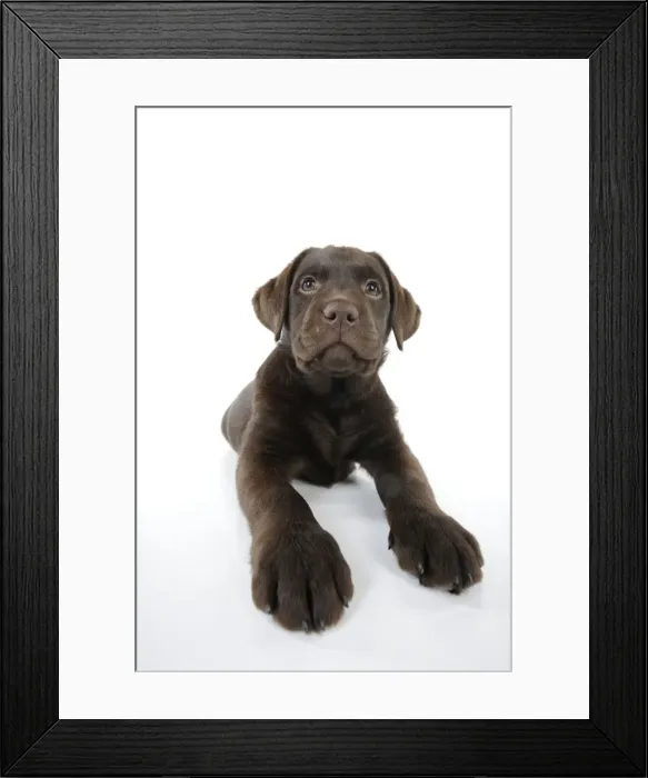 Framed Print : Dog - Chocolate Labrador puppy - lying down