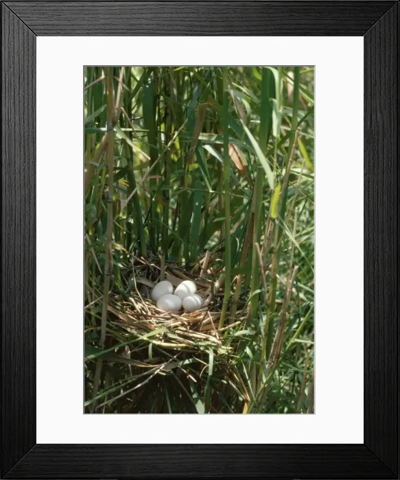 Framed Print : Yellow / Chinese Bittern - eggs in nest Framed Print : Yellow / Chinese Bittern - eggs in nest