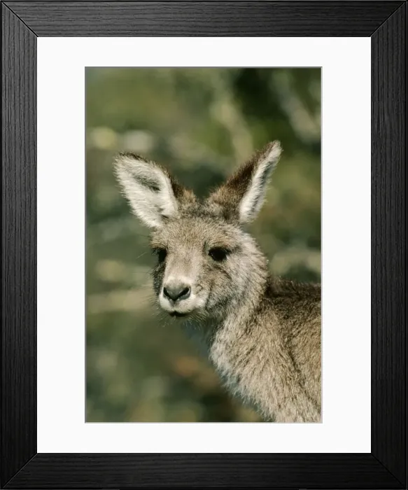Framed Print : Eastern Grey Kangaroo Framed Print : Eastern Grey Kangaroo