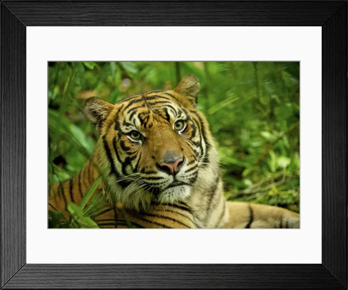 Framed Print : Sumatran Tiger - close-up face - Indonesia Taman safari Framed Print : Sumatran Tiger - close-up face - Indonesia Taman safari