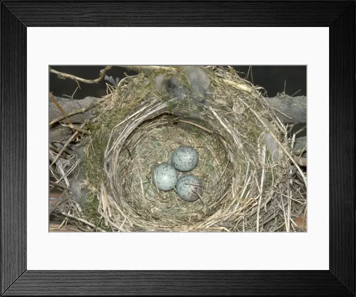 Framed Print : Mistle Thrush - eggs in nest Framed Print : Mistle Thrush - eggs in nest