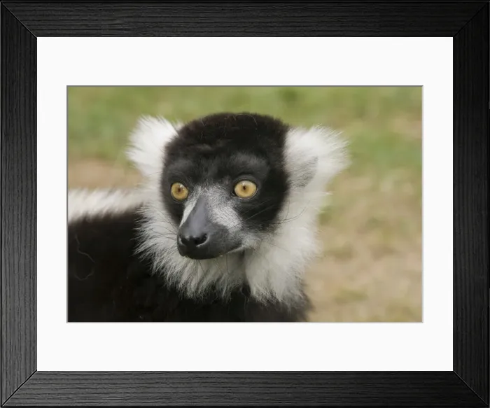 Framed Print : Black & White Ruffed Lemur Framed Print : Black & White Ruffed Lemur