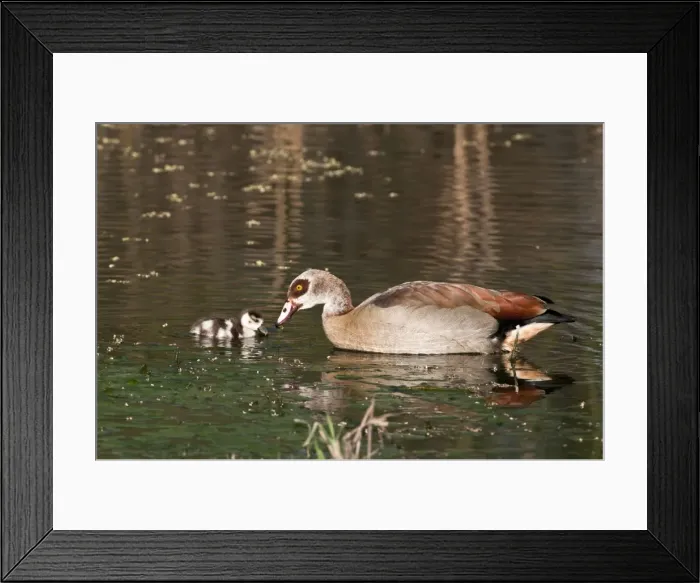 Framed Print : Egyptian Goose - adult with goosling swimming - Rietvlei Nature Reserve - South Africa Framed Print : Egyptian Goose - adult with goosling swimming - Rietvlei Nature Reserve - South Africa
