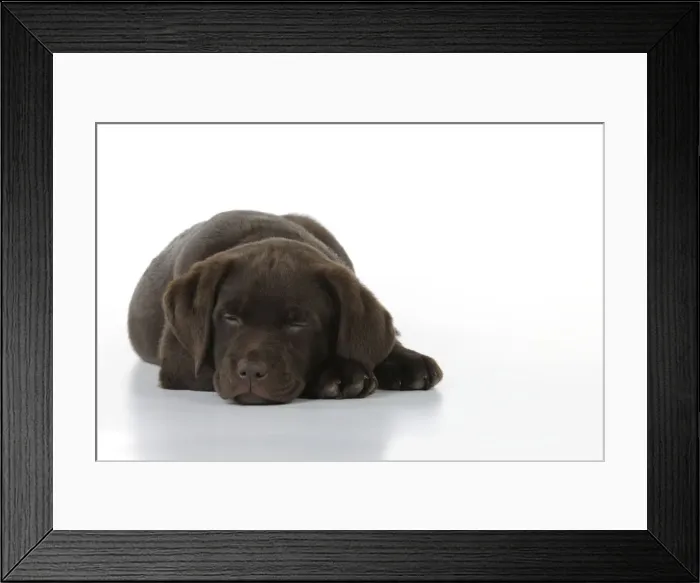 Framed Print : Dog - Chocolate Labrador puppy - lying down